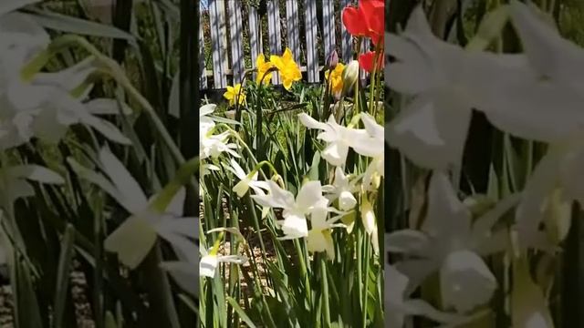 Цветение. Дмитрий Шлапак