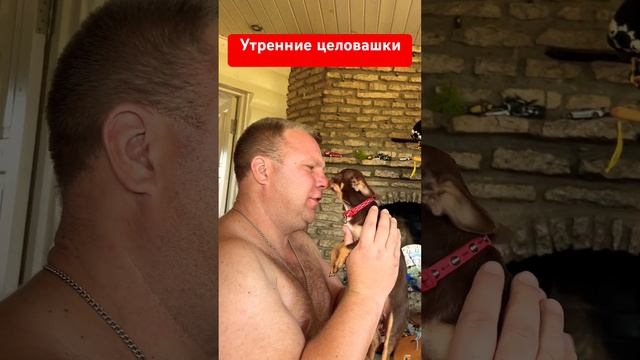 Утренние Целовашки #собака #собакаулыбака #love #топ #puppy #животные #счастье #прикол #юмор
