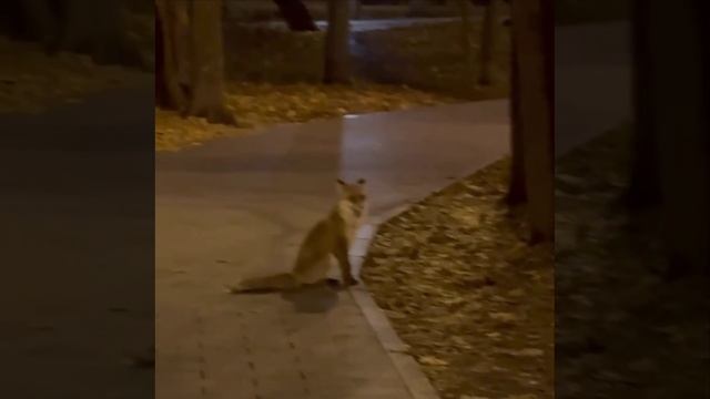 🦊 Москвичей просят не кормить лис, которые им встречаются в городе