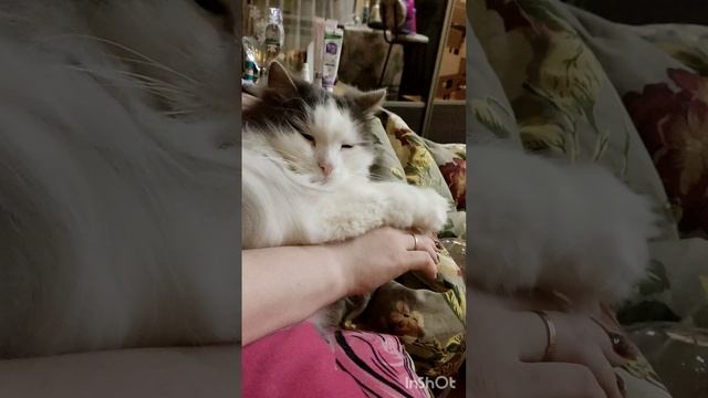 кот чилит