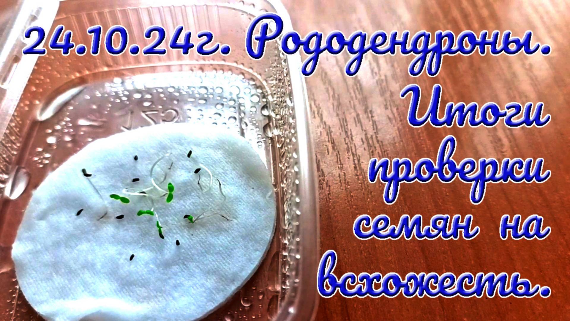 24.10.24г. Рододендроны. Итоги проверки семян на всхожесть.