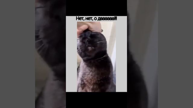 Мы в ВК https://vk.com/life_of_cats