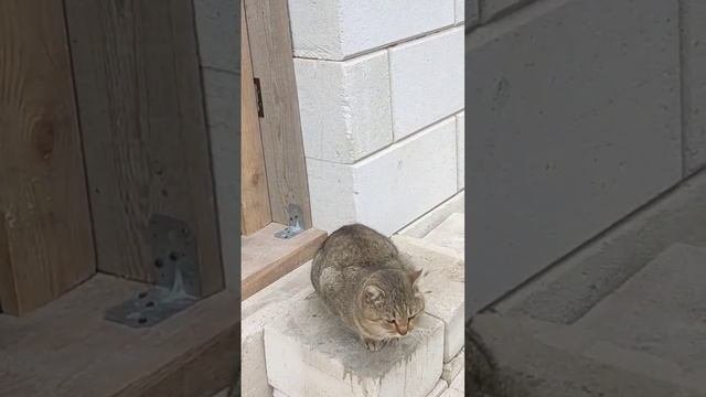 1000078033.mp4