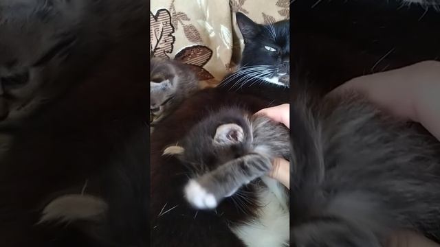 Котята Тим и Мия с мамой Маркизой