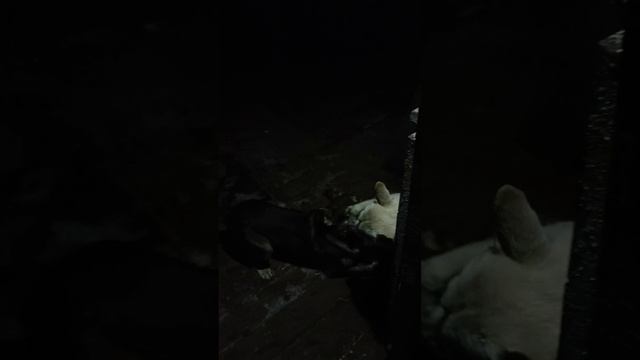 дискотека сталкеров