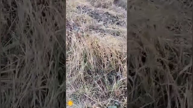 Неожиданная встреча с хозяином полей . Хомяк 🐹 Осень 🍁2024 Саратовская область