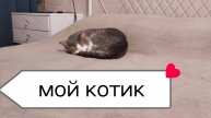 Мой котик,🪷🐱