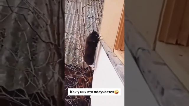 Коты бэз логики!