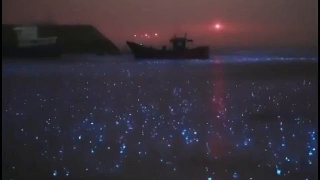 Ночь. Дождь. Биолюминесцентный планктон
