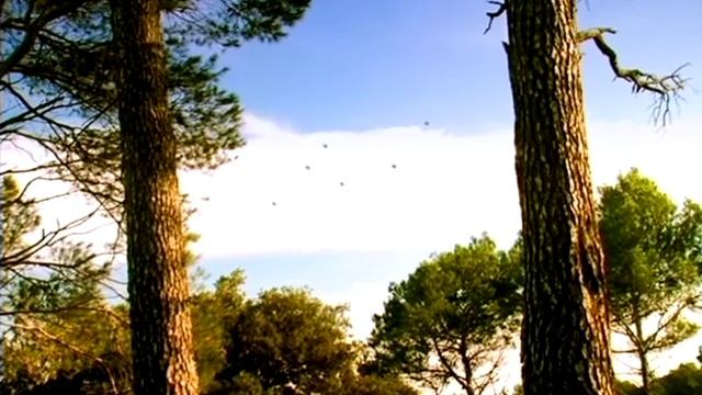 04 - Цикада из Бразилии