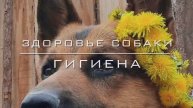 Здоровье собаки. Гигиена.