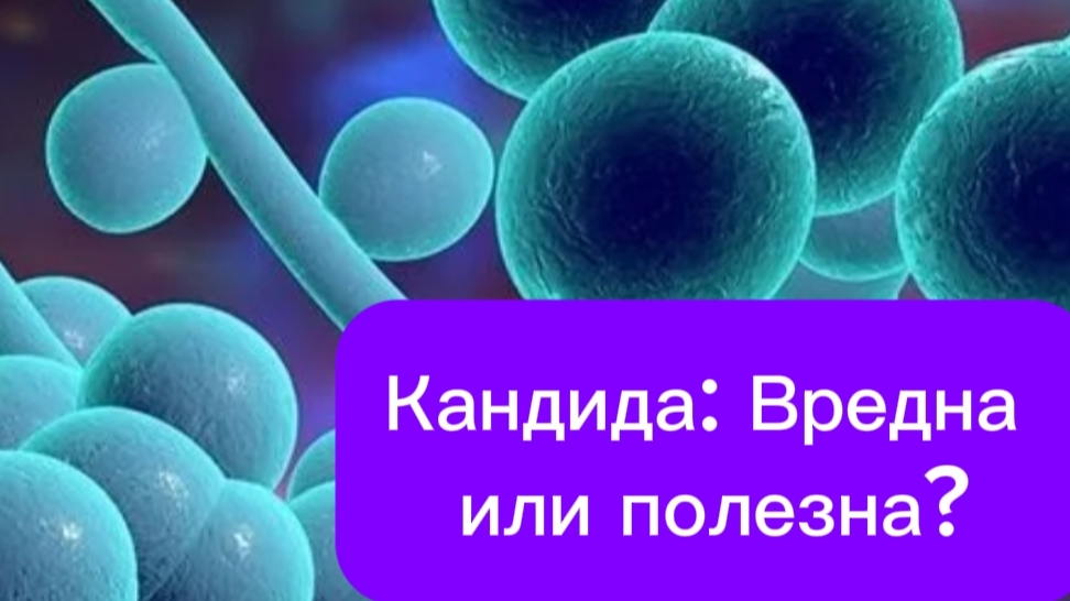Кандида: вред или польза?