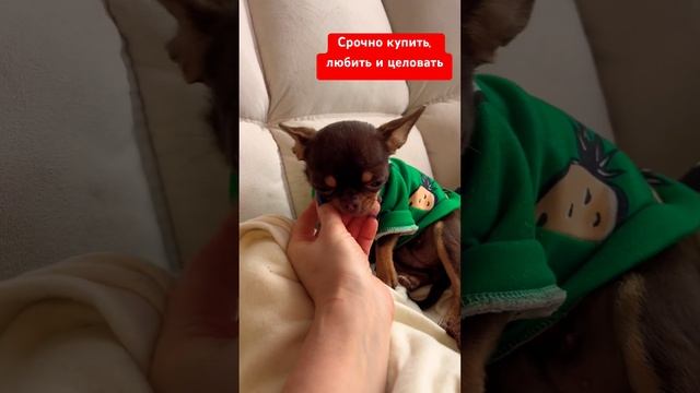 Специально для Вас! #чихуахуа #cat #собака #собакаулыбака #приколысживотными #прикол #смешные #топ