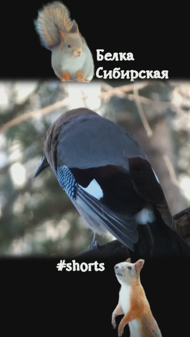 Сойка в профиль