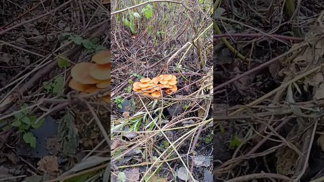 Выросли какие-то грибы на участке