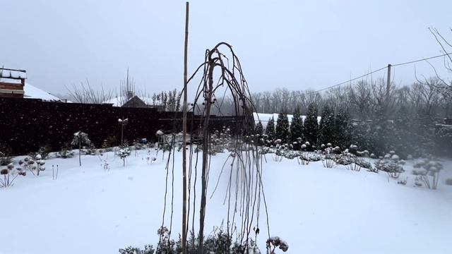 Древовидные гортензии в зимнем саду. 1 декабря❄️