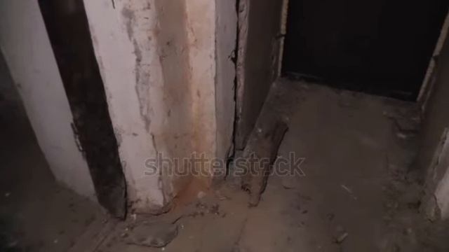 как момо напало на чела