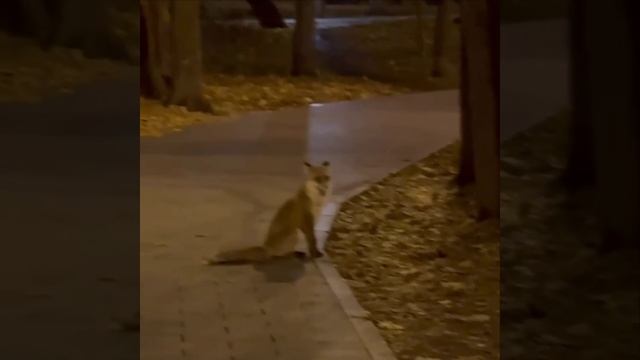 🦊Москвичей просят не кормить лис, которые им встречаются в городе🦊