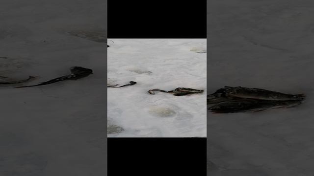 Окунь