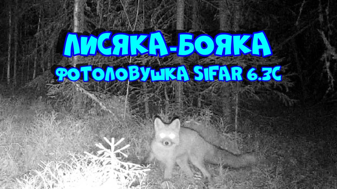 Очень осторожная лисичка. Фотоловушка SiFar 6.3C