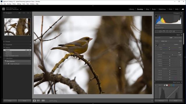 Обработка фотографий ПТИЦ в Adobe Lightroom с самого начала - пошагово _ Внеочередной выпуск