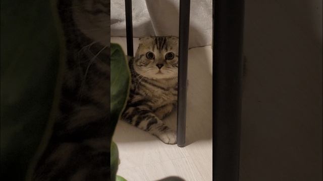 Плюшевый кот