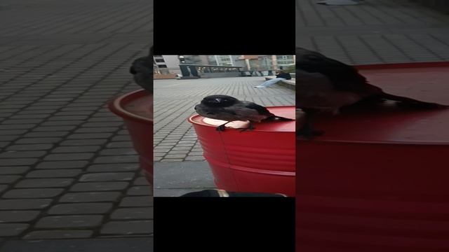 Ворона чуть со мной не заговорила!