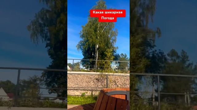 Сегодня 52 августа #music #edm #remix #newmusic #song #чихуахуа #собакаулыбака #собака #щенок