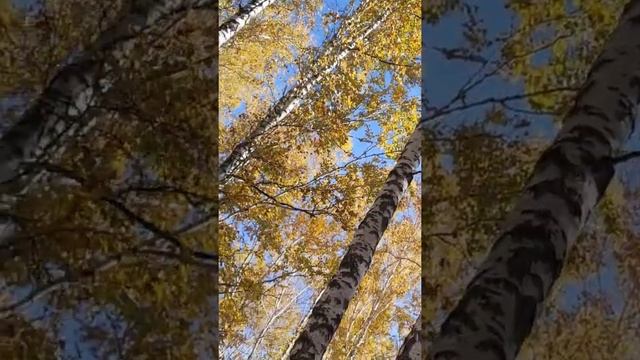 Тюмень  #моменты