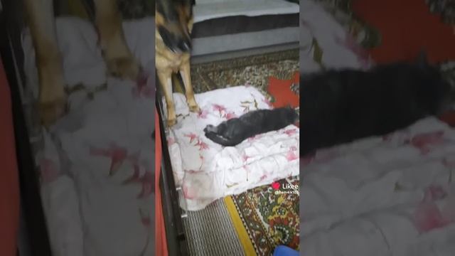Занял Барс местечко