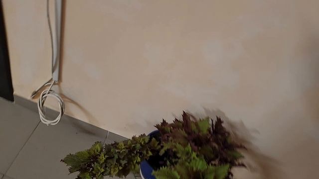 Зимняя оранжерея на лестничной площадке в жилом комплексе в Белгороде