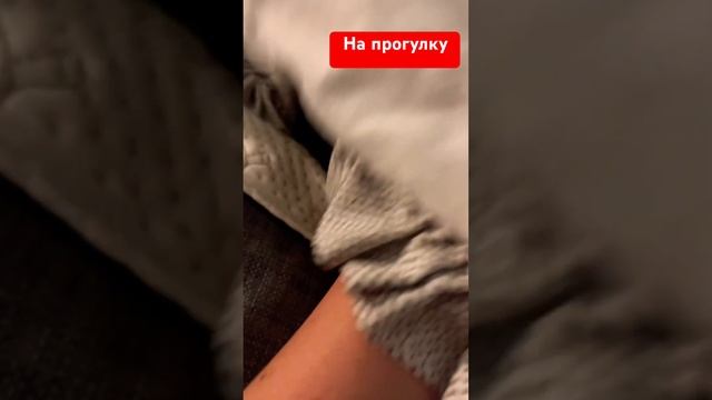 На свежий воздух #чихуахуа #прикол #собака #собакаулыбака #топ #приколысживотными #смешныеживотные