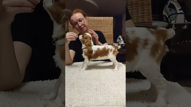 моя прекрасная))