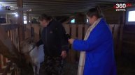 Больше, чем хобби!
Племенное хозяйство коз планируют создать в г.о. Истра.