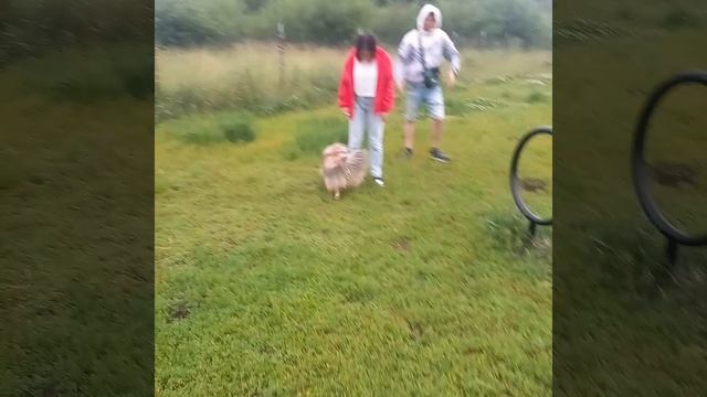 2995 Шелти и гости .продолжение .