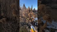 Как поднять обрезкой крону метельчатых гортензий на примере Лайм Лайтов