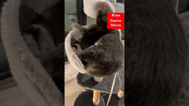 Огромный небоскрёб #юмор #чихуахуа #собакаулыбака #дуэт #собака #cat #приколысживотными #смешные