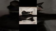 Чёрный котик