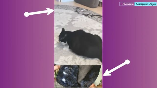 Любовная любовь кошка Муся. Любимые животинки. Наша кошка, которой 11 лет