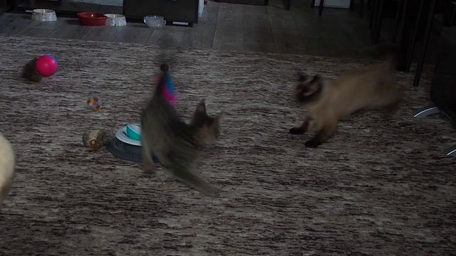 суп с крупой игра кошек