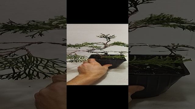 VID_20241110_191617.mp4