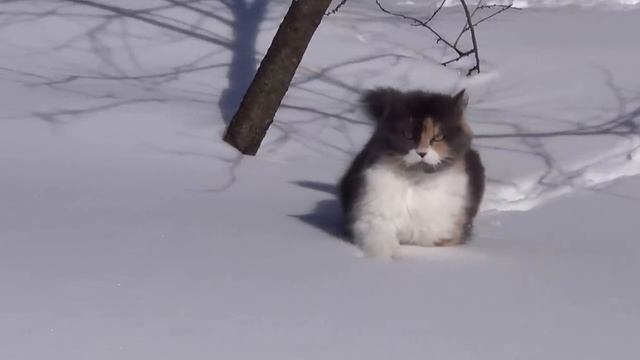 Кошка идет через сугробы