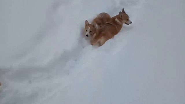 2705 прогулка с Корги .