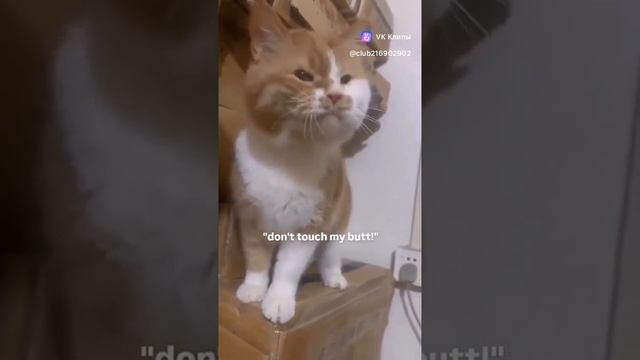 clip-216902902_456240793.mp4