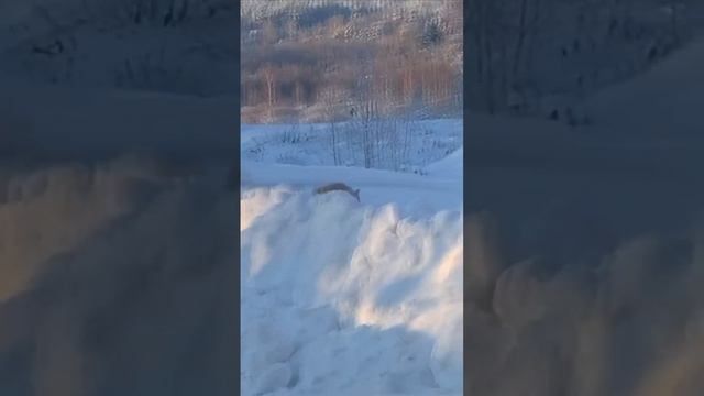 Встретили лису#дикиеживотные