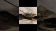 Полосатый котик
