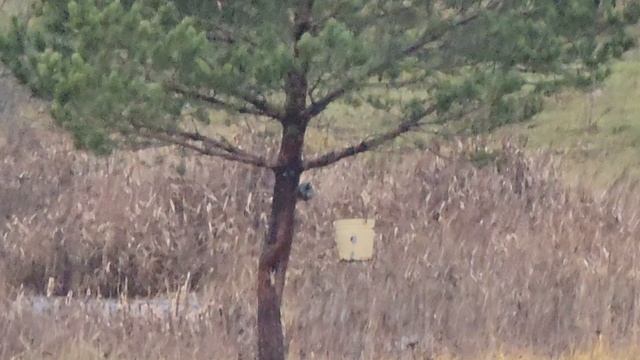 Патрон 308 WIN. ТЕХКРИМ Купра 12,8 via CZ 557 Varminth 1MOA