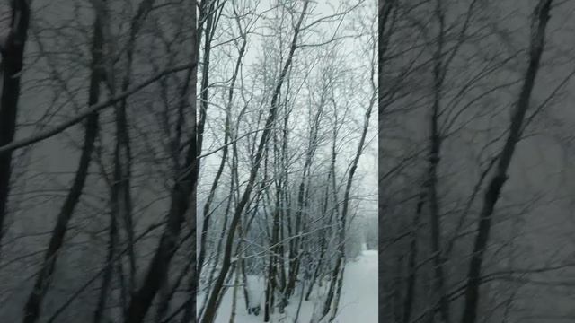 2024-11-10-011758967.mp4 Елена Дружиненко Воркута и природа!!!