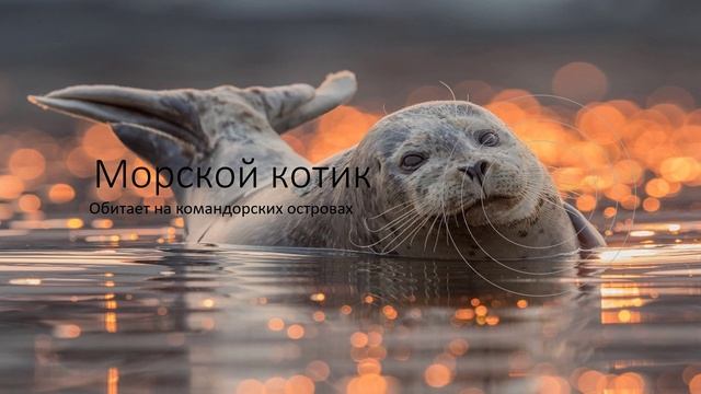 Северный Олень