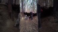 МаламутБалто. Каменск-Уральский.mp4